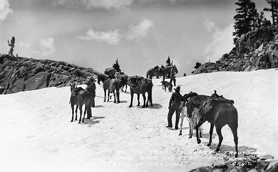 leavitt meadows pack train